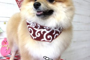 えっへんポメラニアン