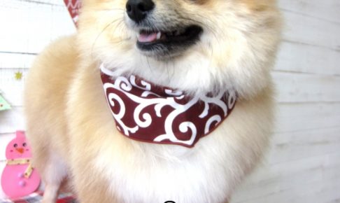 えっへんポメラニアン