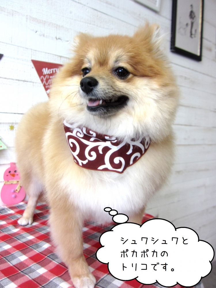 えっへんポメラニアン