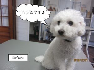 カット前トイプードル