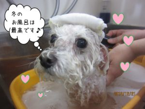 スパ中トイプードル