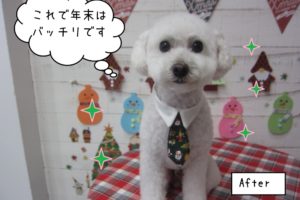 ネクタイトイプードル