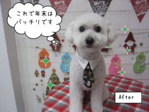 ネクタイトイプードル