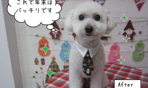 ネクタイトイプードル