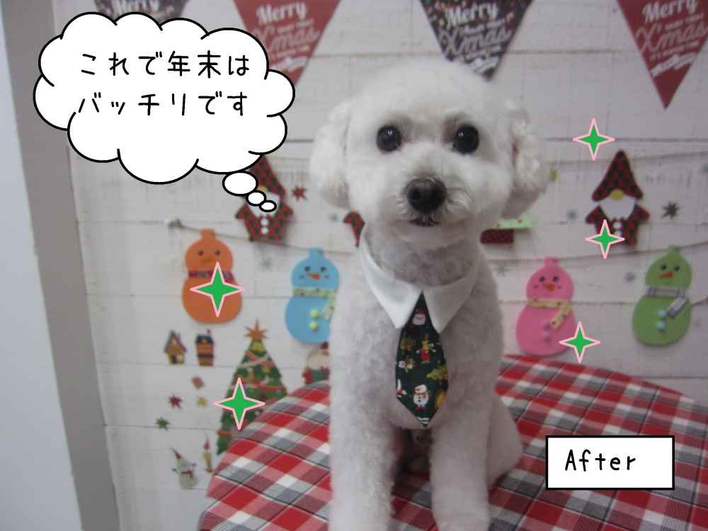 ネクタイトイプードル