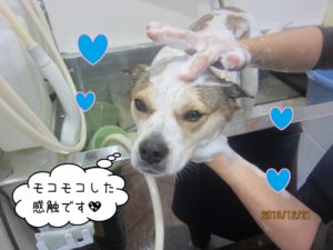 シャンプー中ミックス