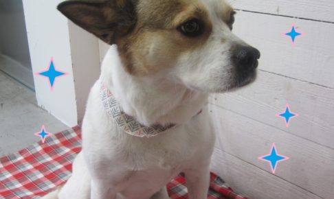 気分爽快ですミックス