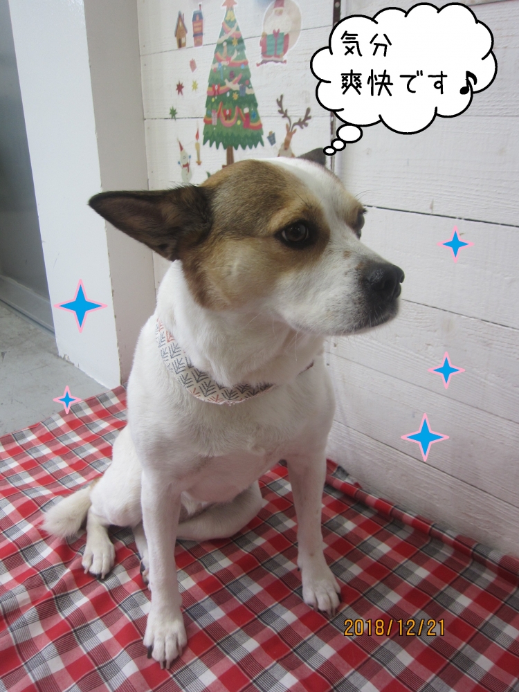 気分爽快ですミックス