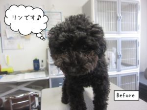カット前トイプードル
