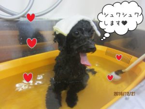 スパ中トイプードル