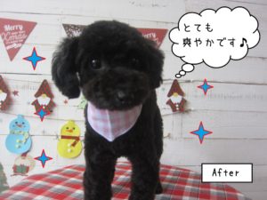 おすましトイプードル