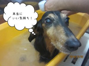 スパ中ミニチュアダックス