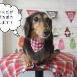 おすましミニチュアダックス