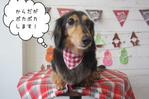 おすましミニチュアダックス