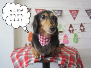 おすましミニチュアダックス