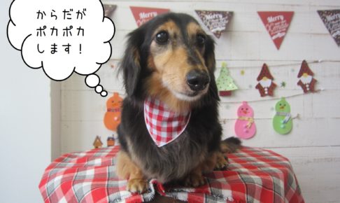 おすましミニチュアダックス