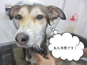 シャンプー中ミックス