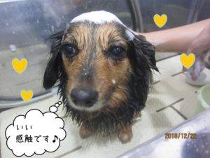 シャンプー中ミニチュアダックス