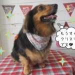 クリスマスミニチュアダックス