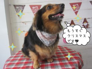 クリスマスミニチュアダックス