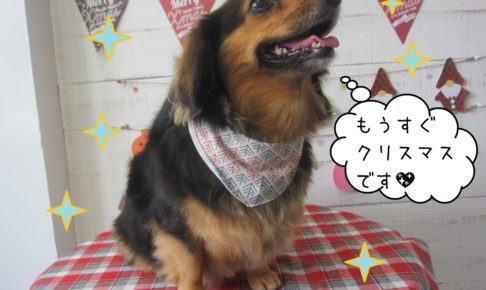 クリスマスミニチュアダックス