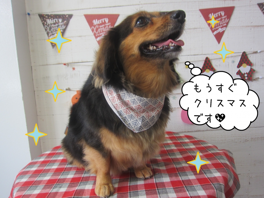 クリスマスミニチュアダックス
