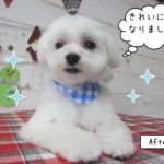 くつろぎマルチーズ