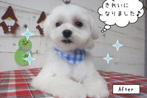 くつろぎマルチーズ