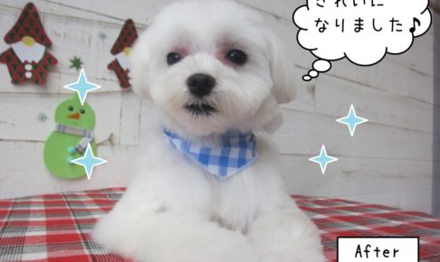 くつろぎマルチーズ