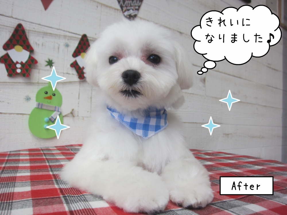 くつろぎマルチーズ