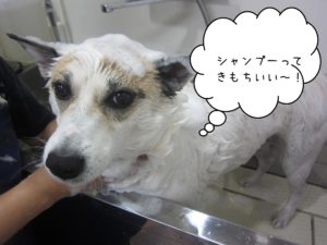 シャンプー中ミックス