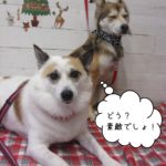 仲良しミックス