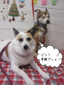 仲良しミックス