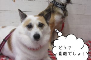 仲良しミックス