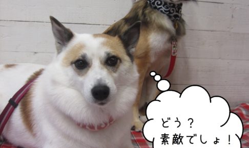 仲良しミックス