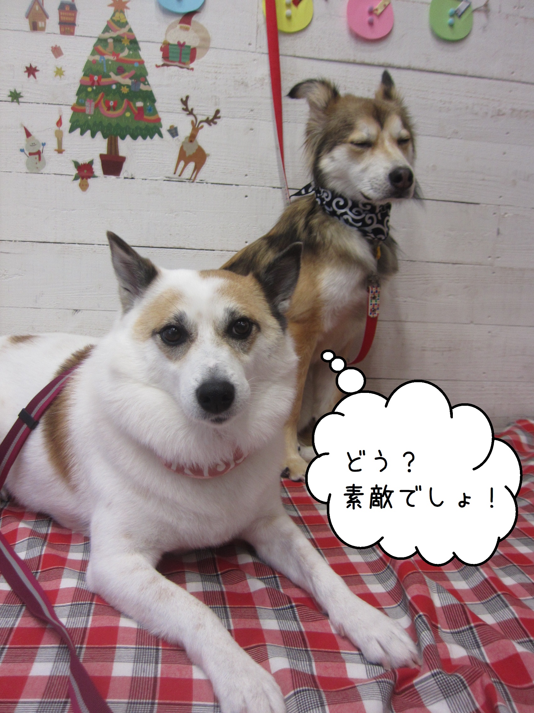 仲良しミックス