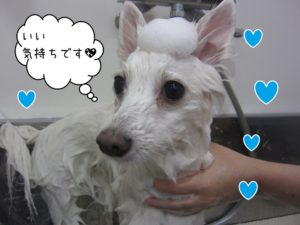シャンプー中スピッツ