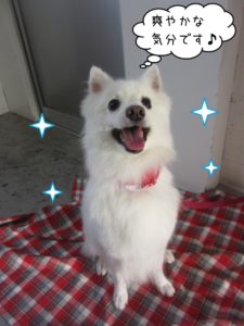笑顔スピッツ
