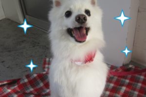 笑顔スピッツ