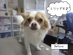 カット前チワワ