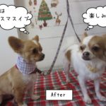 仲良しクリスマスチワワ