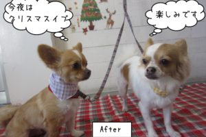 仲良しクリスマスチワワ
