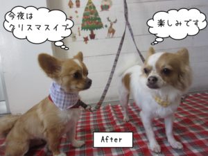 仲良しクリスマスチワワ