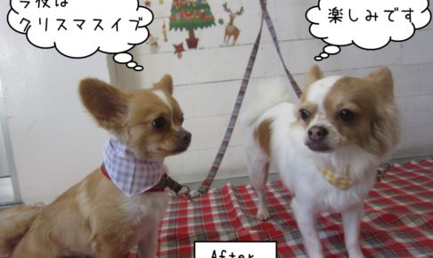 仲良しクリスマスチワワ