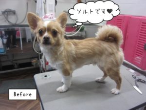 カット前チワワ