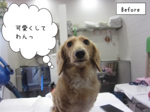 カット前ミニチュアダックス