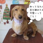 クリスマスミニチュアダックス