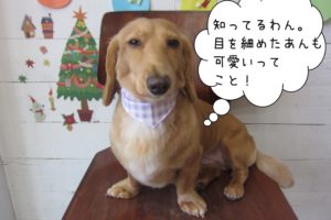 クリスマスミニチュアダックス