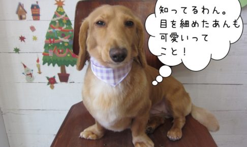 クリスマスミニチュアダックス