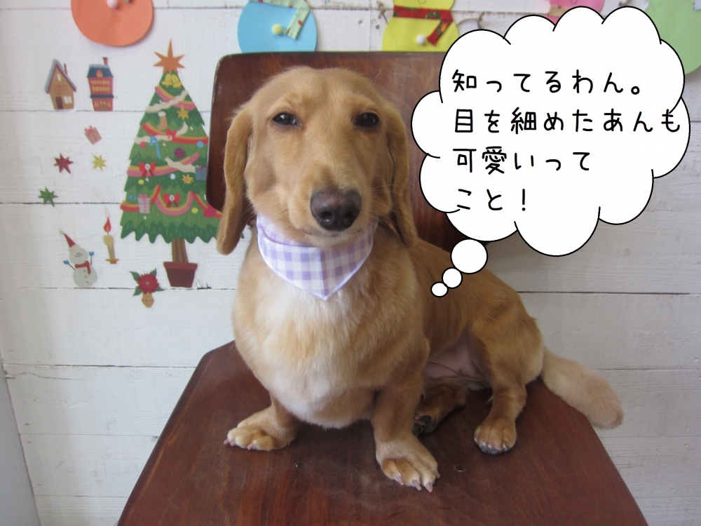 クリスマスミニチュアダックス